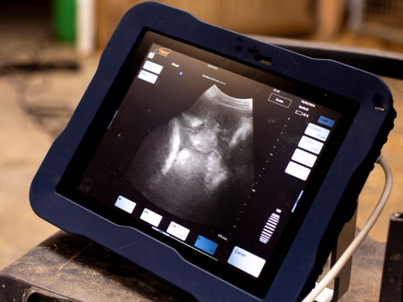 A propos 12 Echographie réalisée par un vétérinaire équin à Quimper