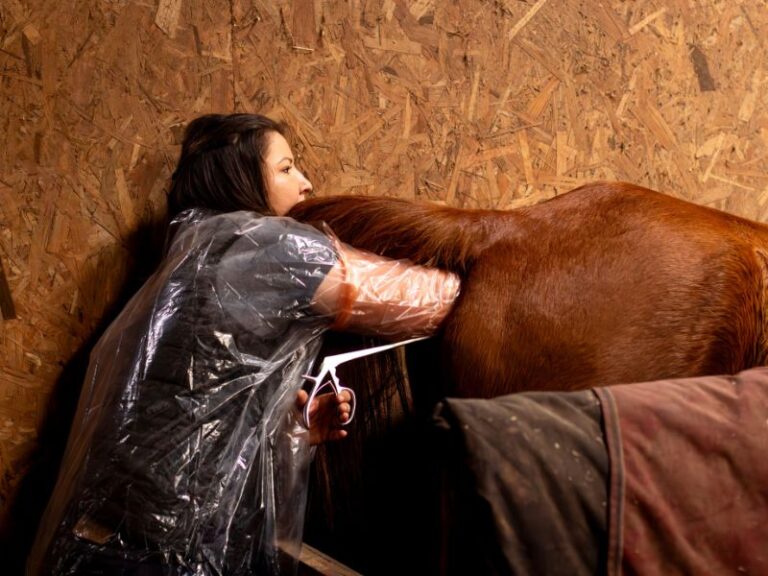 A propos 5 Vétérinaire équin réalisant un suivi gynécologique d'un cheval à Quimper