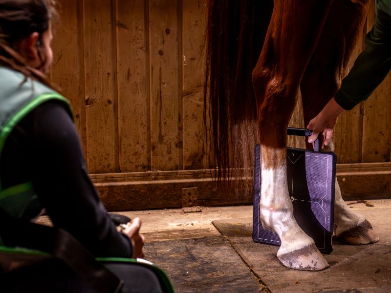 A propos 9 Vétérinaire faisant une radiographie à un cheval